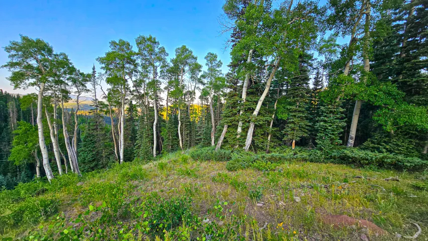 Sloping terrain featuring lush foliage, mature deciduous trees, and evergreen trees