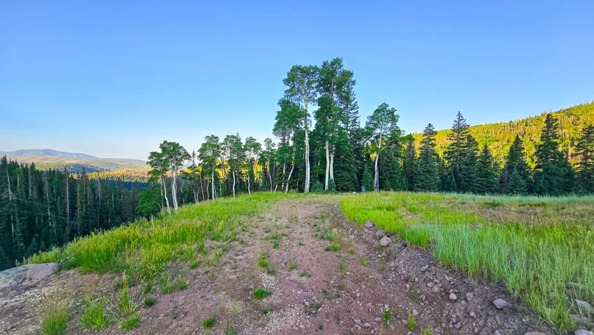 Expansive open terrain with a natural ground path, bordered by mature evergreen and deciduous trees