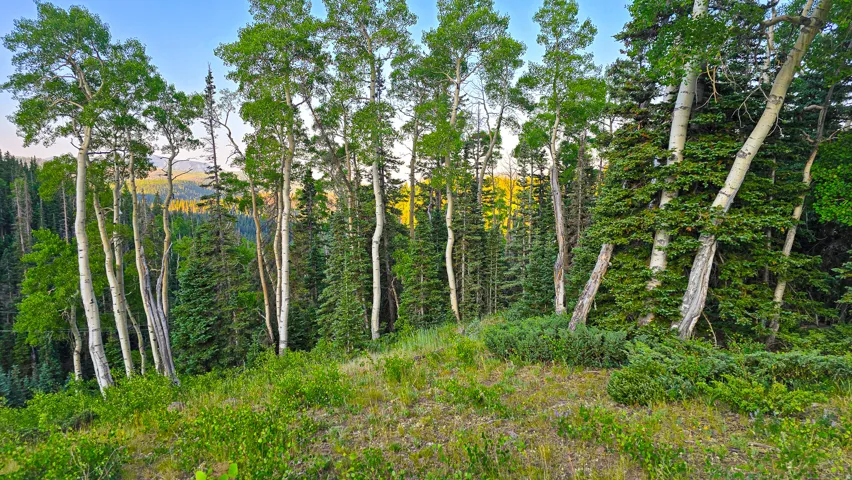 Mature aspen trees and dense conifer forest
