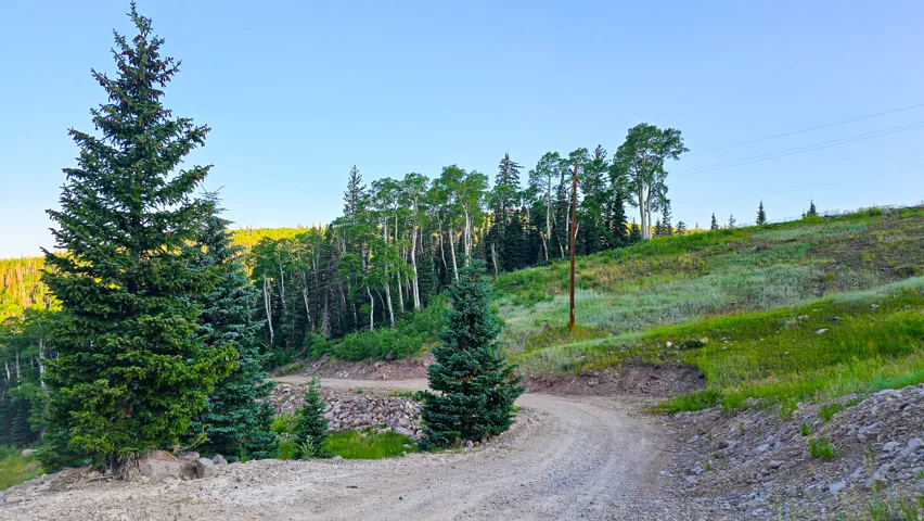 Gravel road traversing a sloped terrain, featuring mature evergreen trees and deciduous trees