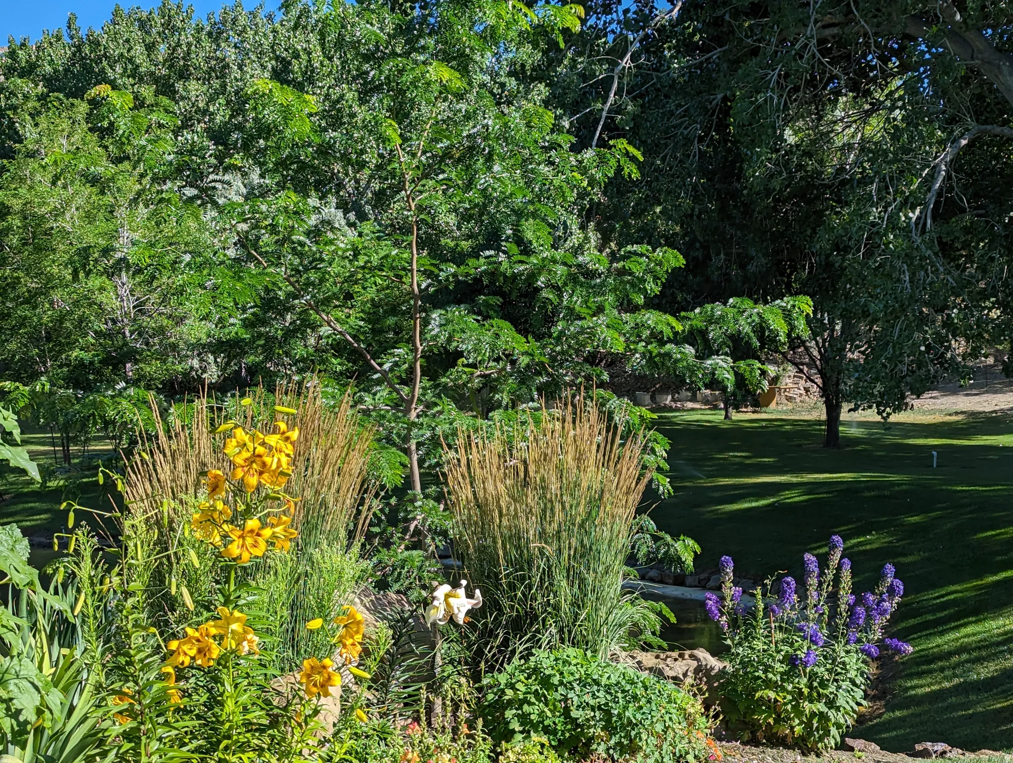Landscaped garden beds with yellow and purple flowering plants