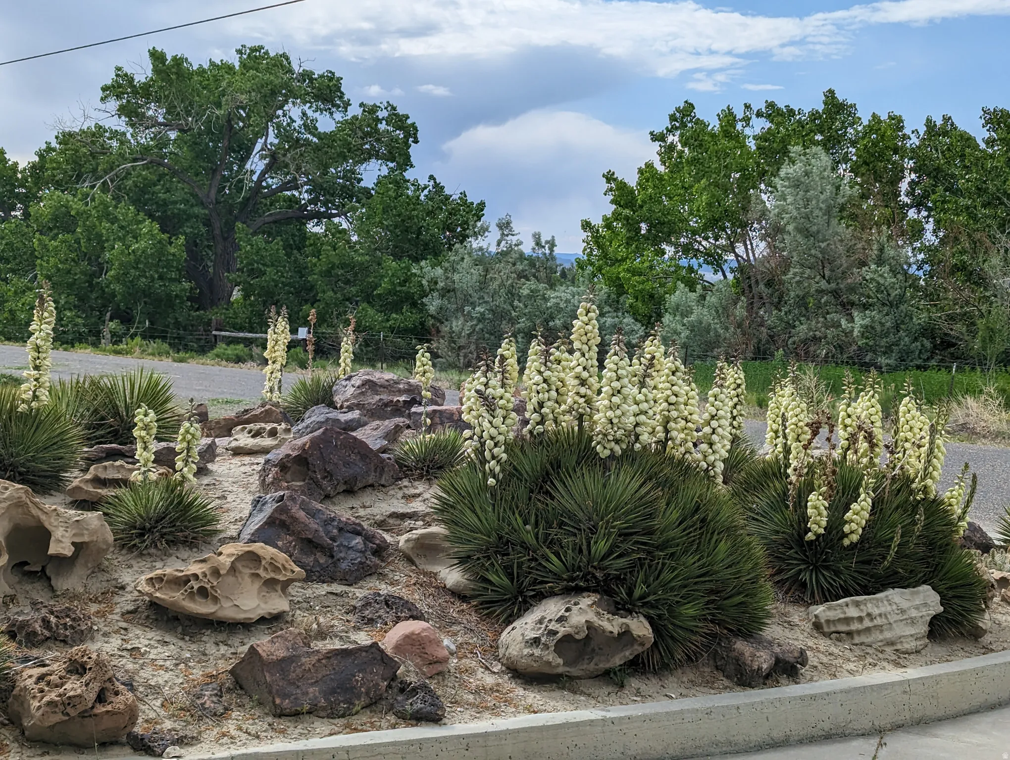 Xeriscape garden featuring blooming yucca plants, various natural rock formations, and mature trees in the background