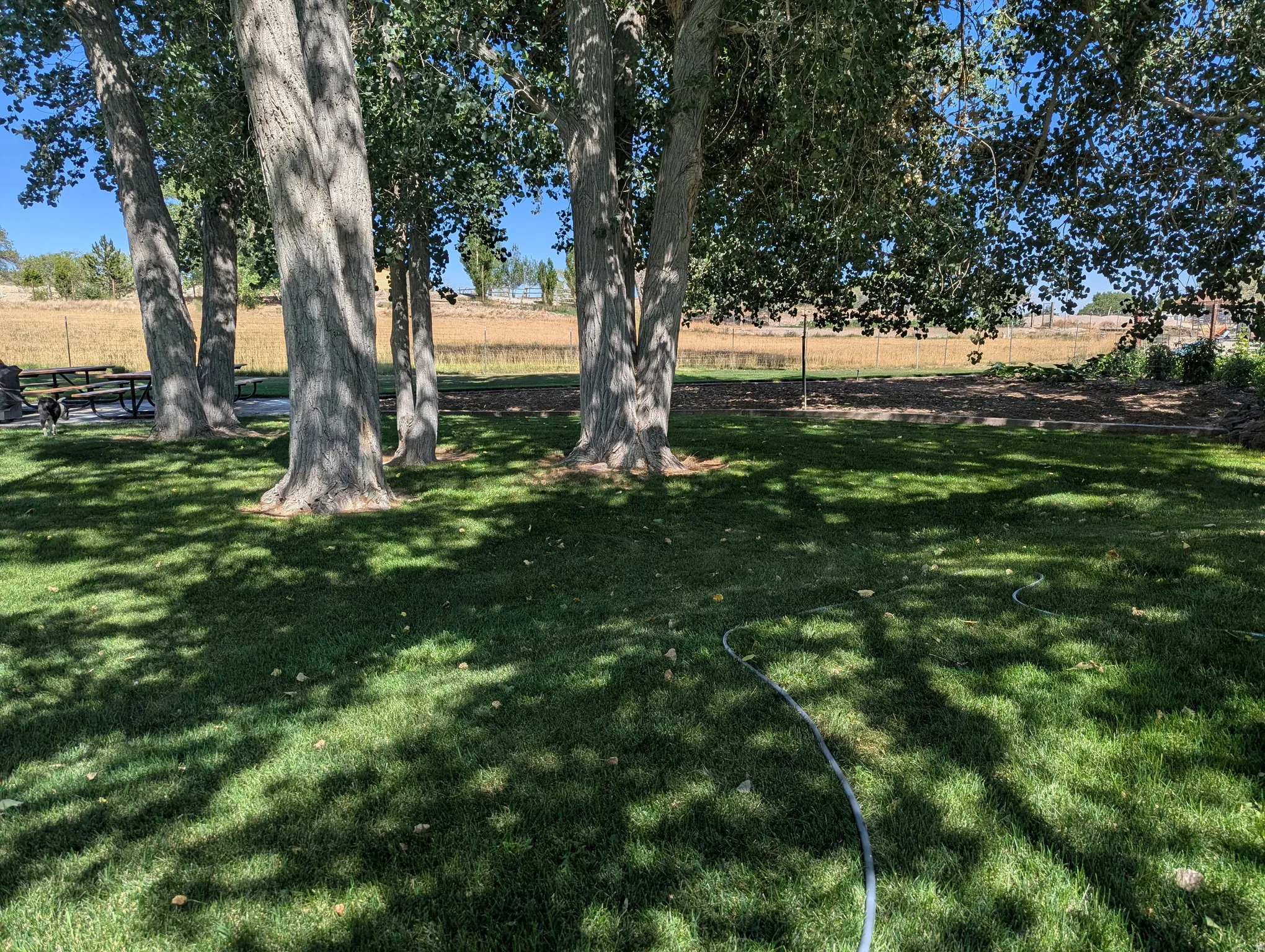Manicured lawn with mature trees providing shade