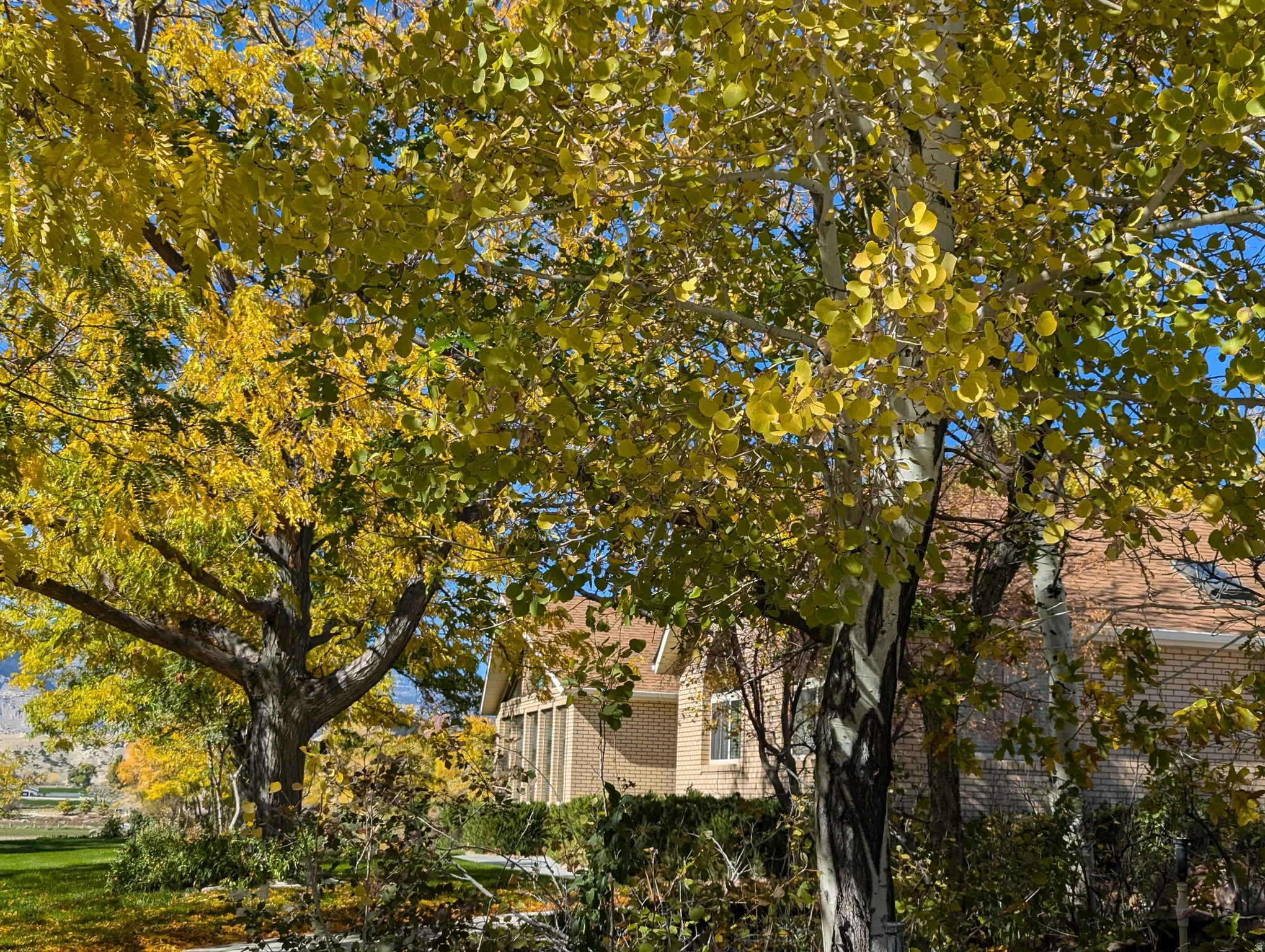Mature trees with autumnal foliage, brick exterior, and a visible roofline