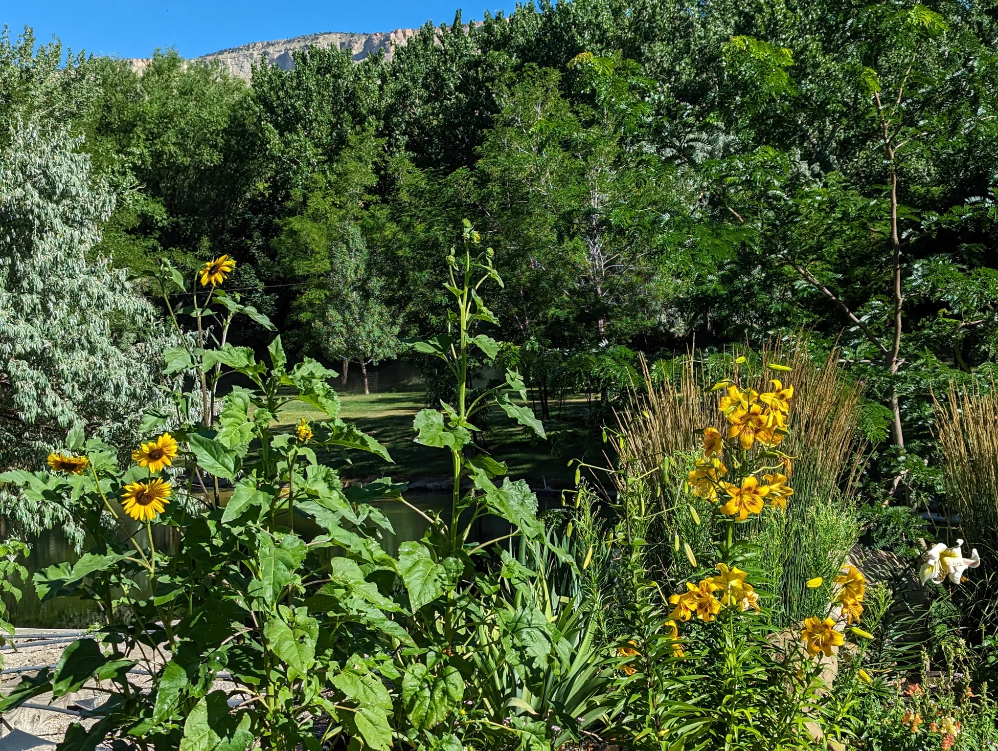 Lush landscaping with mature trees, established flowering plants, and naturalistic plantings