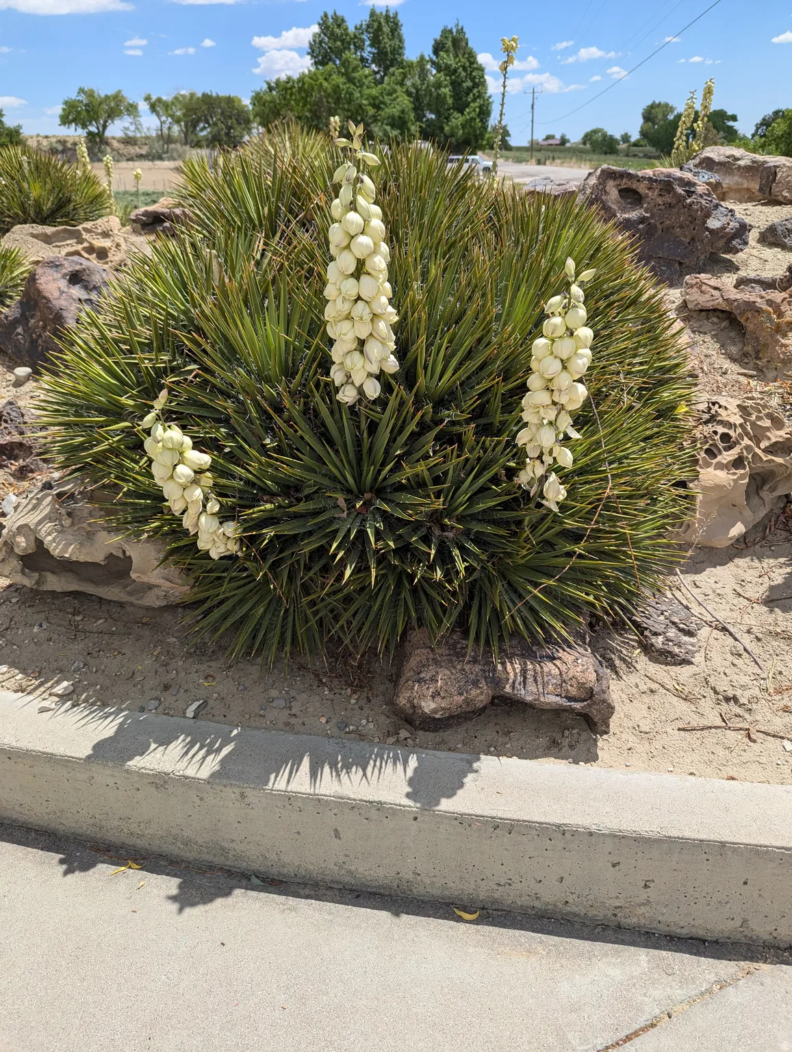 Drought-tolerant landscaping featuring blooming Yucca plants and decorative rock elements