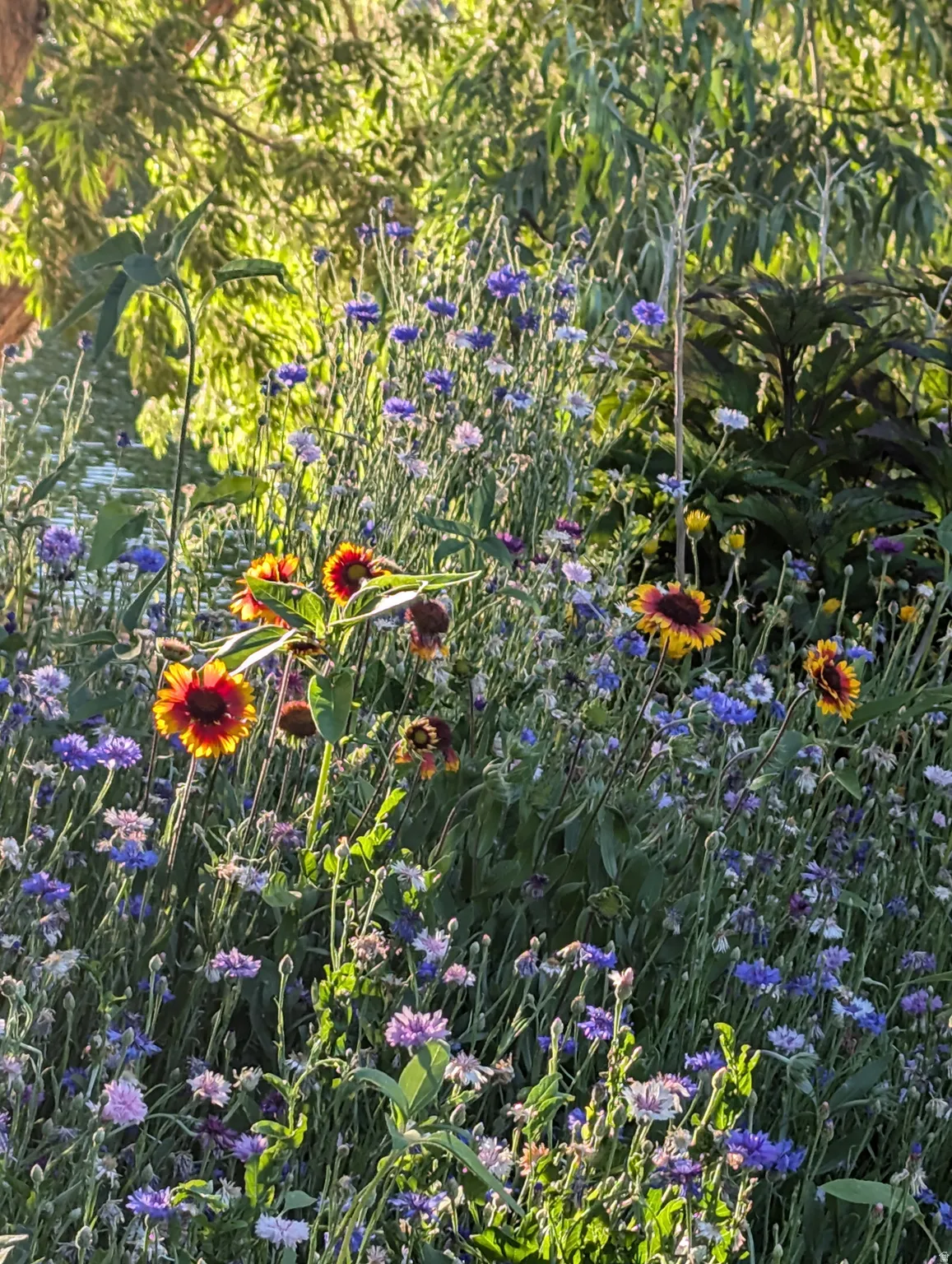Lush landscaping featuring a variety of purple and yellow blooms