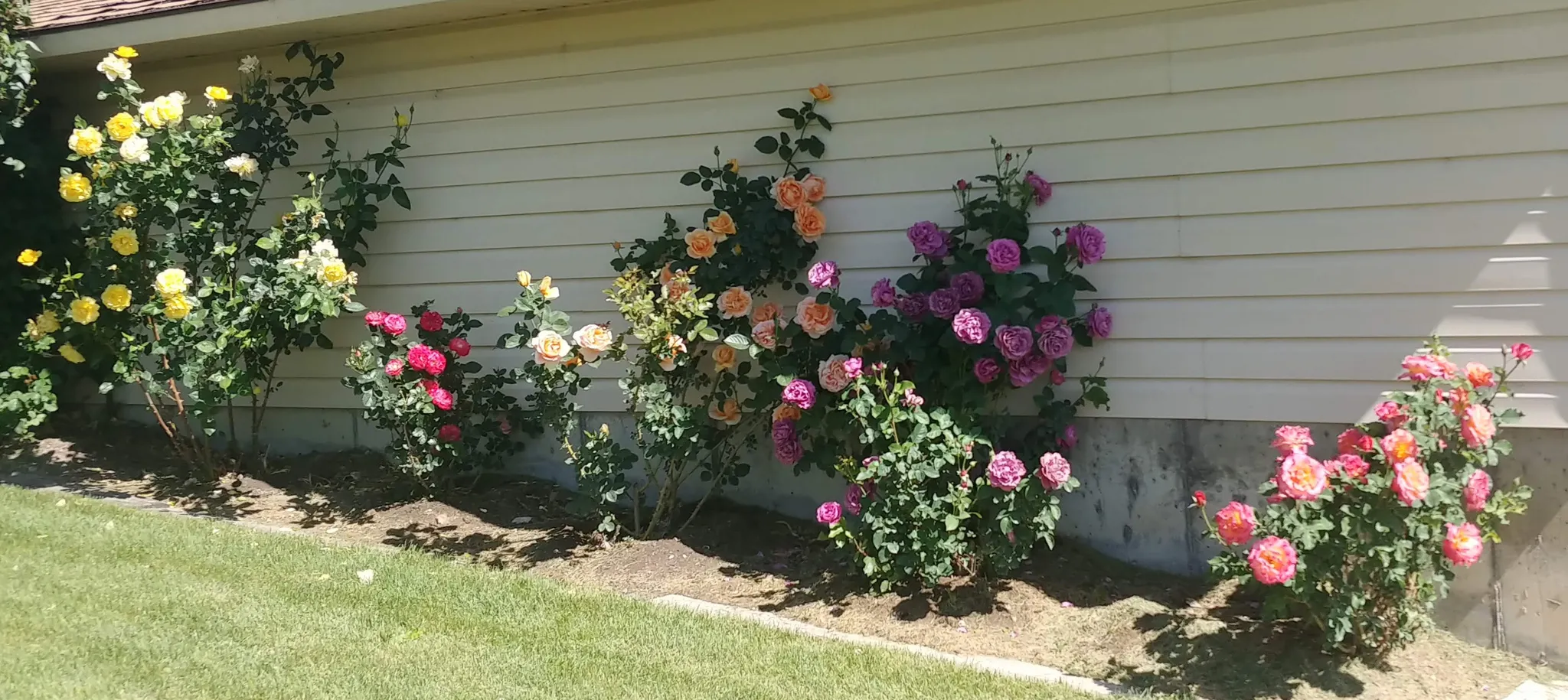 Manicured landscaping featuring vibrant rose bushes in various hues