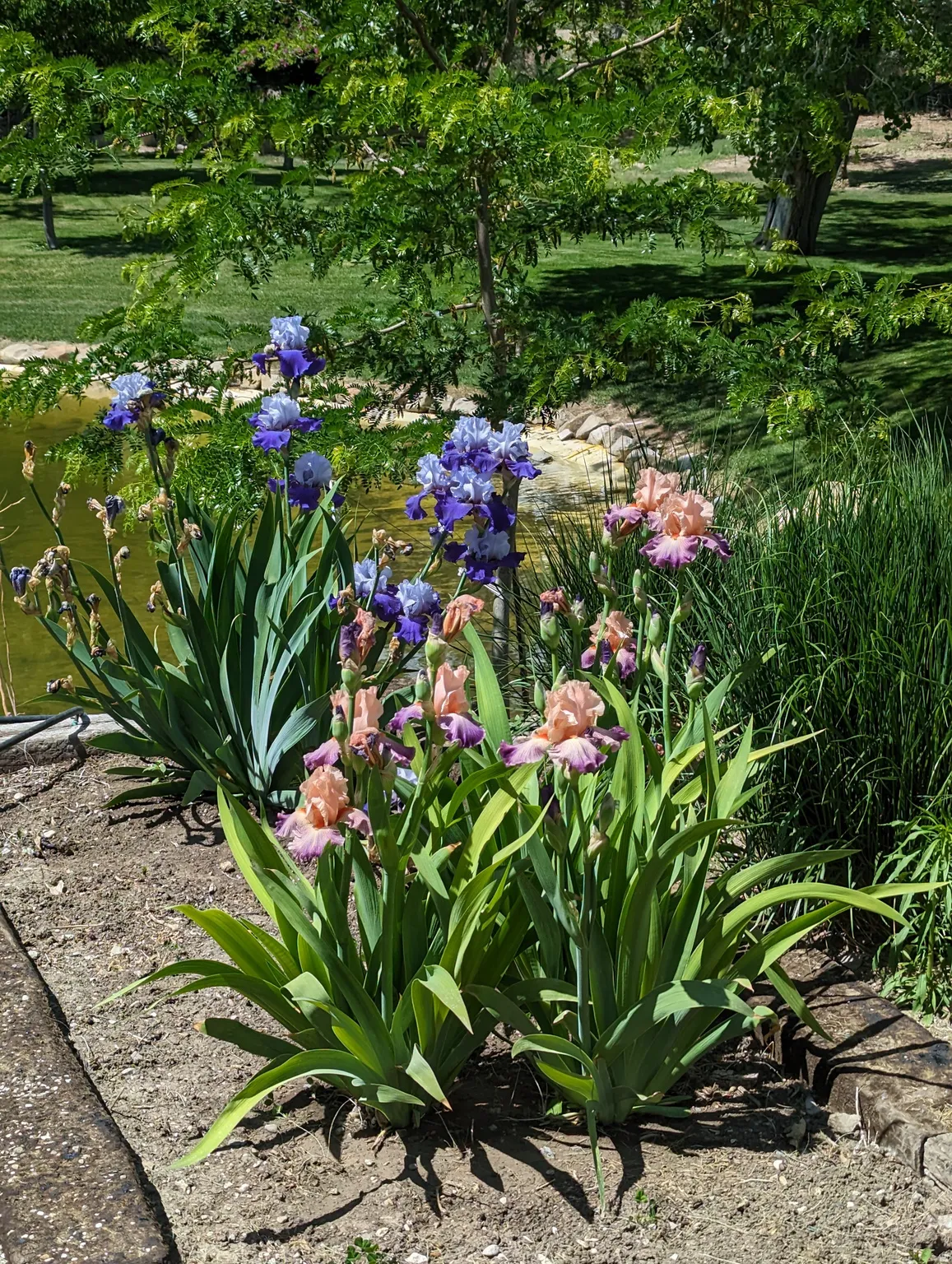 Manicured landscaping featuring irises in bloom, a tranquil pond, and verdant trees