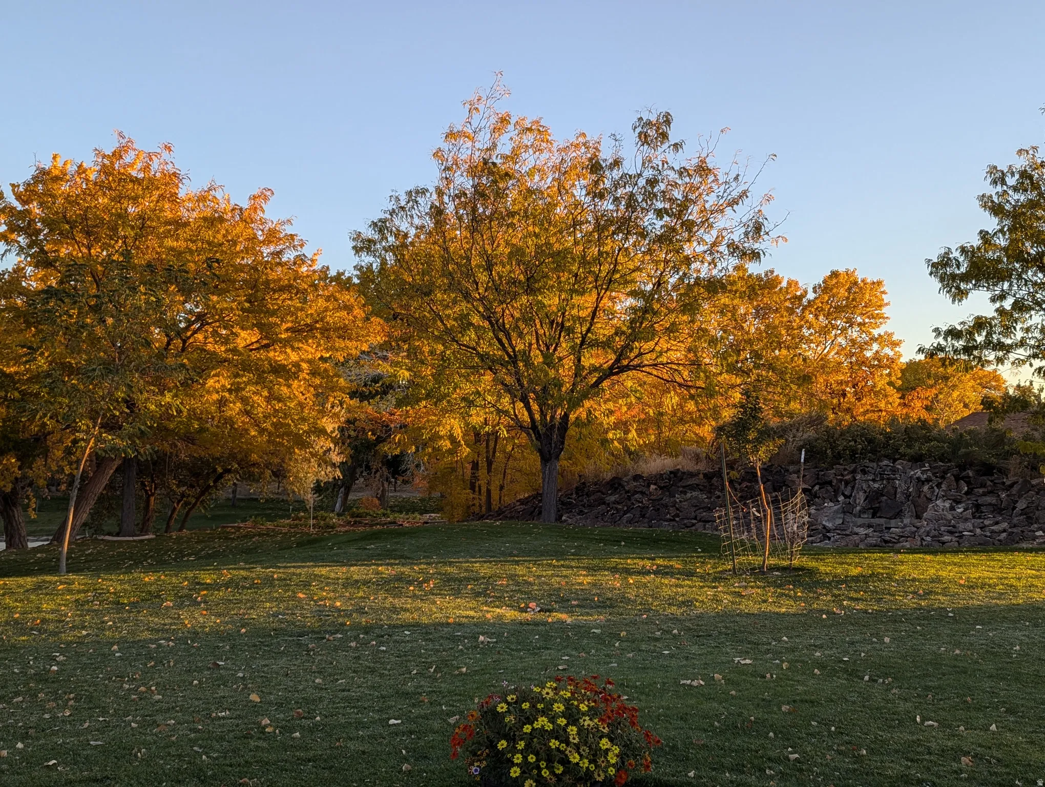 Expansive lawn with mature deciduous trees and a natural stone wall