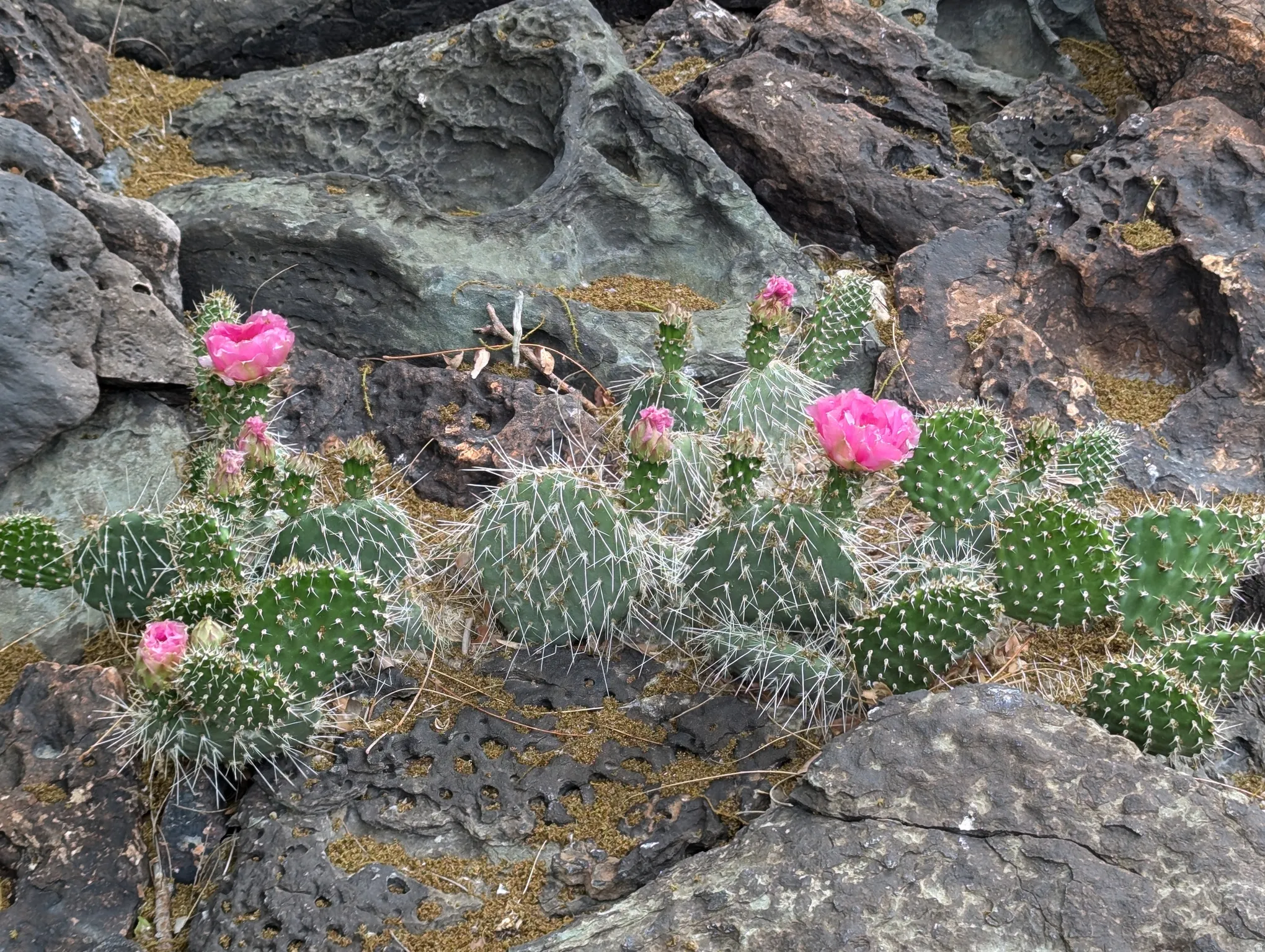 Cactus garden with pink blooms among rock formations