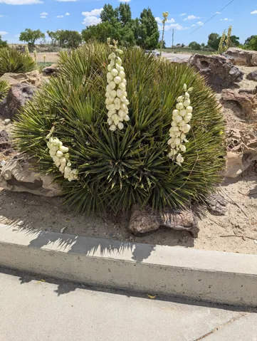 Drought-tolerant landscaping featuring blooming Yucca plants and decorative rock elements