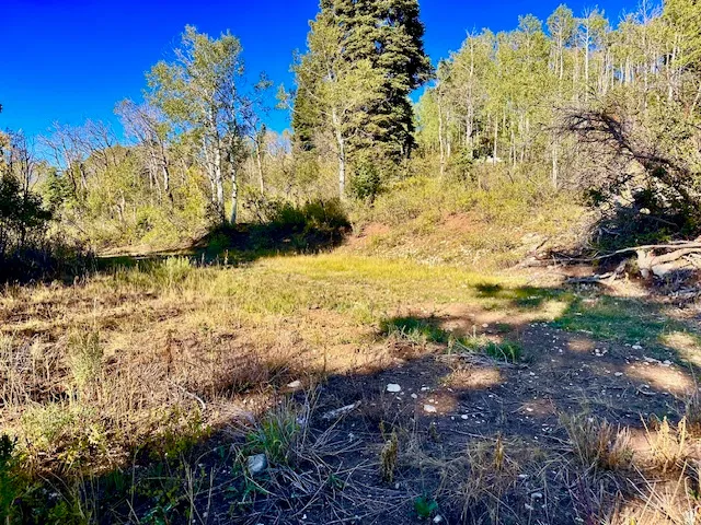 Expansive wooded lot featuring mature trees and natural ground cover