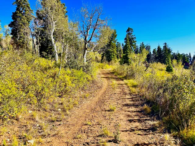 Dirt path traversing through varied foliage, surrounded by mature trees
