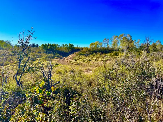Expansive open land featuring diverse foliage and a clear blue sky