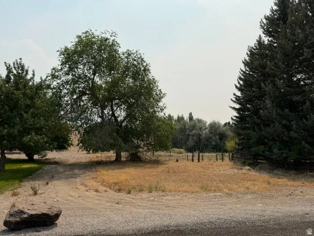 Gravel drive leading to a natural landscape with mature trees and a wooden fence line
