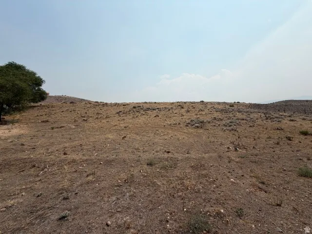 Expansive open terrain with natural vegetation and a distant tree