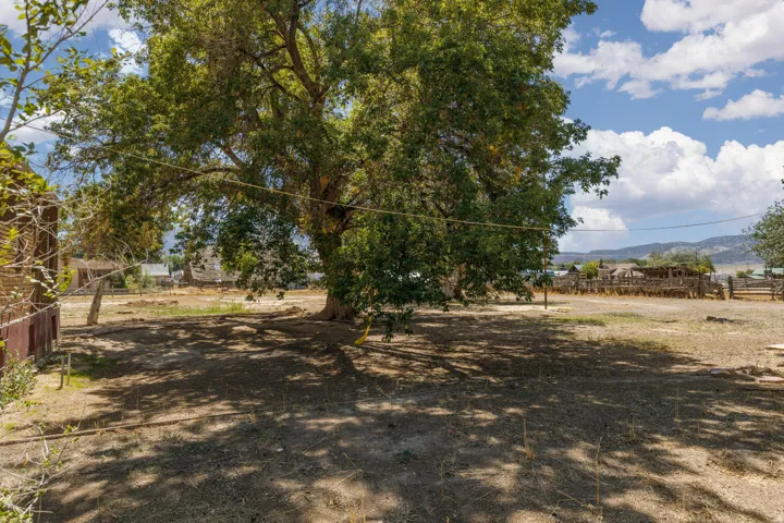 Expansive natural landscape with mature trees and a distant mountain backdrop