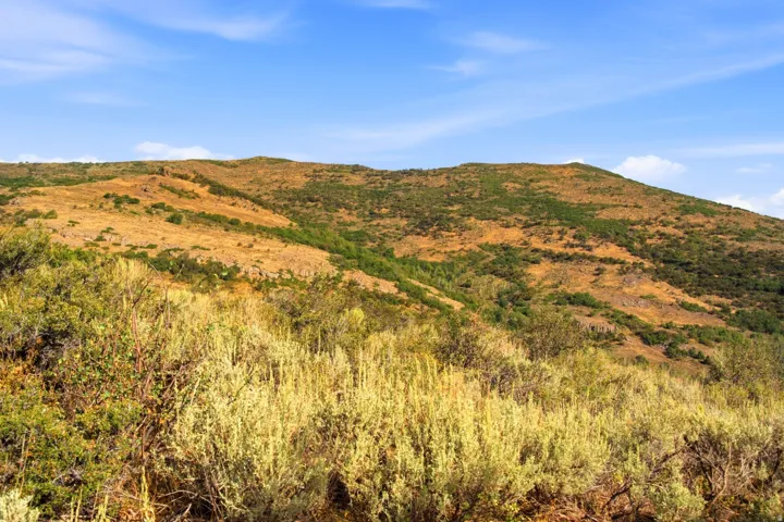 Rolling hills with varied vegetation under a clear blue sky