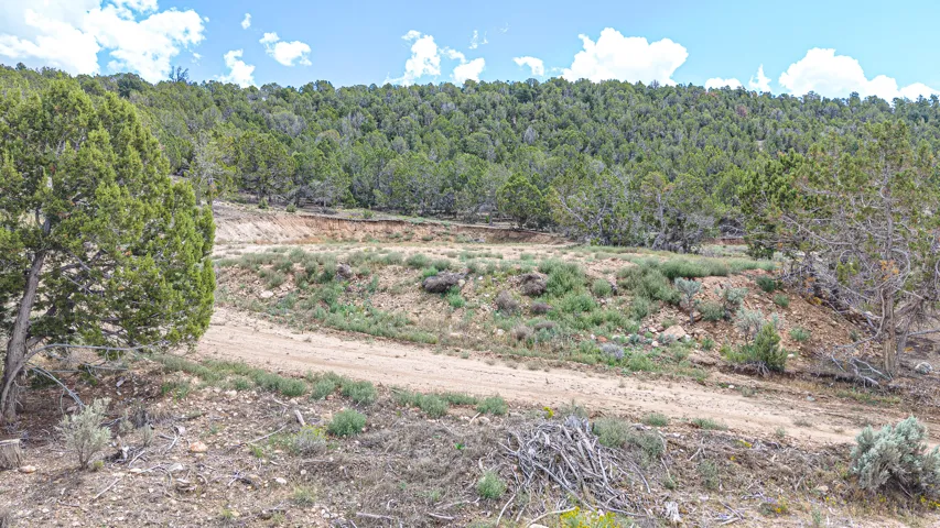 Hillside terrain with natural ground cover, mature trees, and an unpaved road