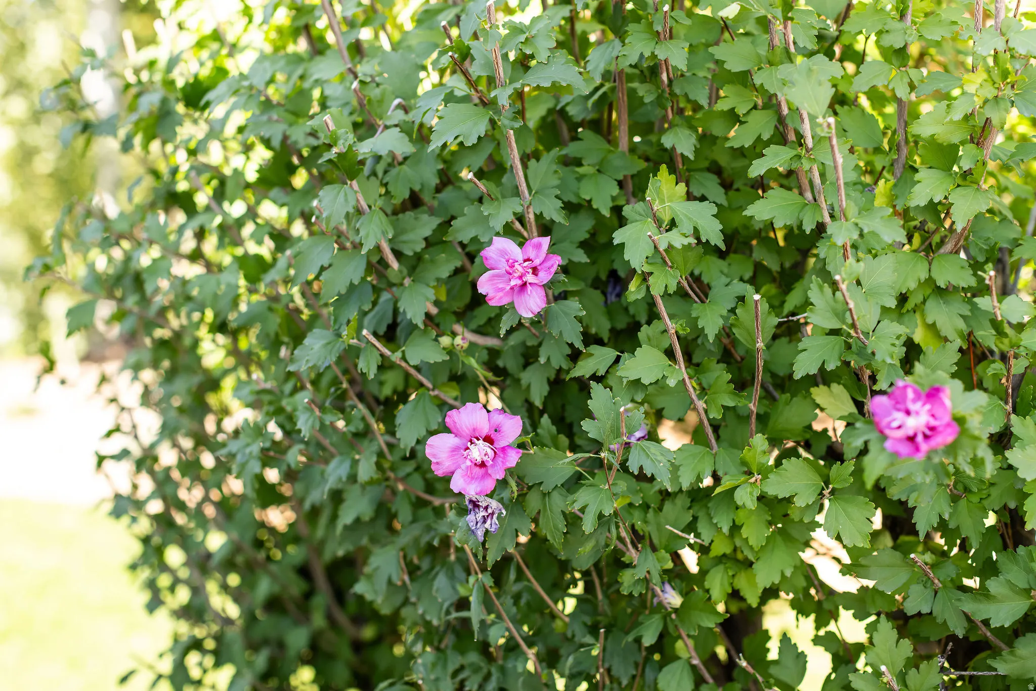 Lush green shrubbery with vibrant purple blossoms