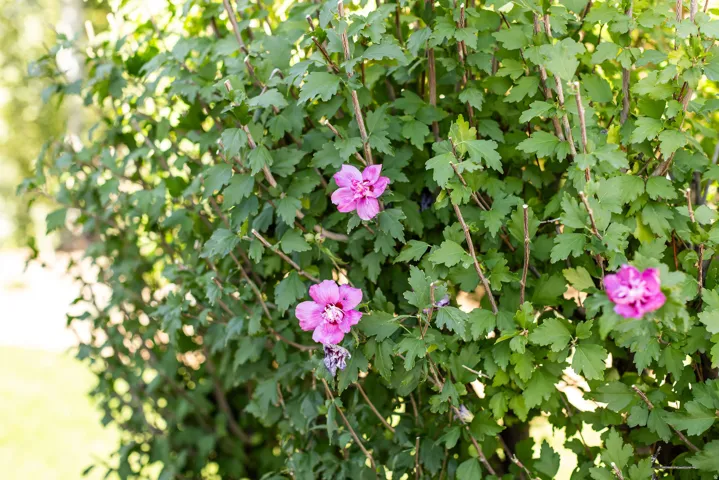 Lush green shrubbery with vibrant purple blossoms