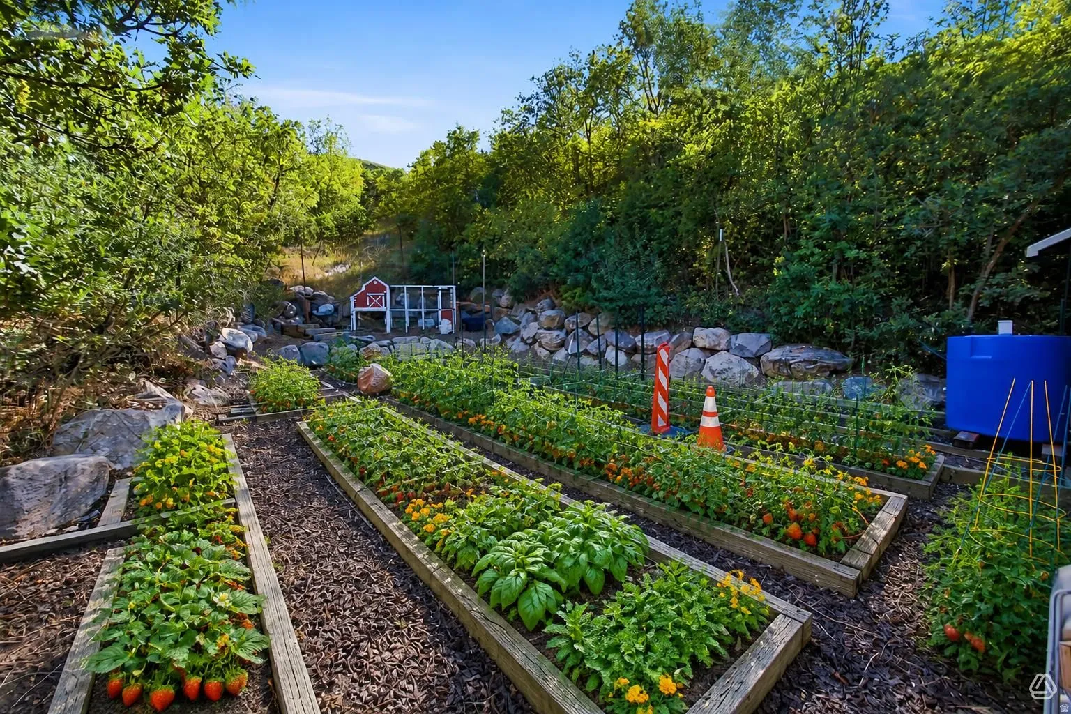 Expansive garden area featuring multiple raised beds with cultivated plantings