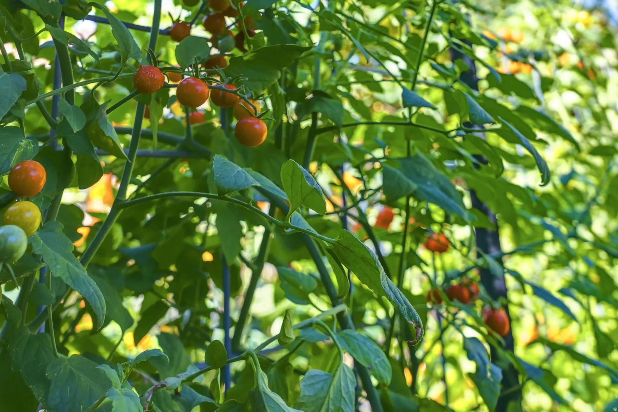 Garden featuring established tomato plants with ripening fruit