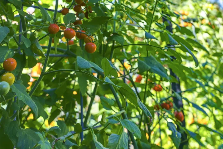 Garden featuring established tomato plants with ripening fruit