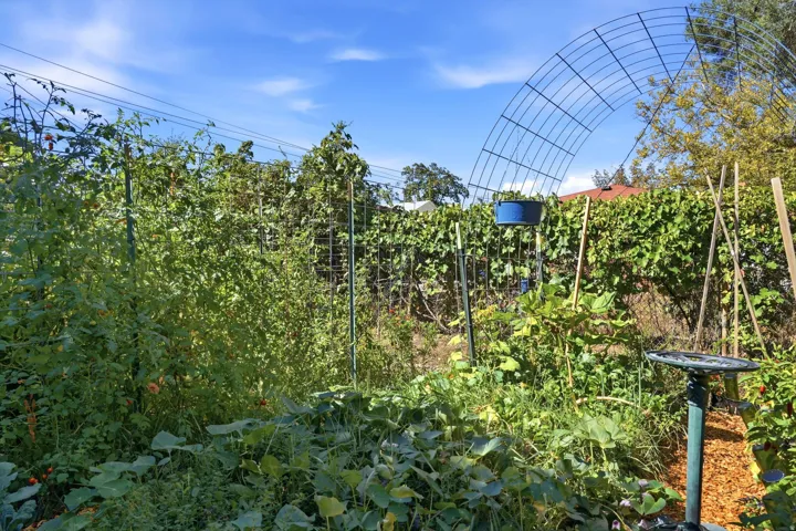 Expansive garden space featuring a metal arch trellis, various plants with supporting stakes, and a privacy fence covered in foliage