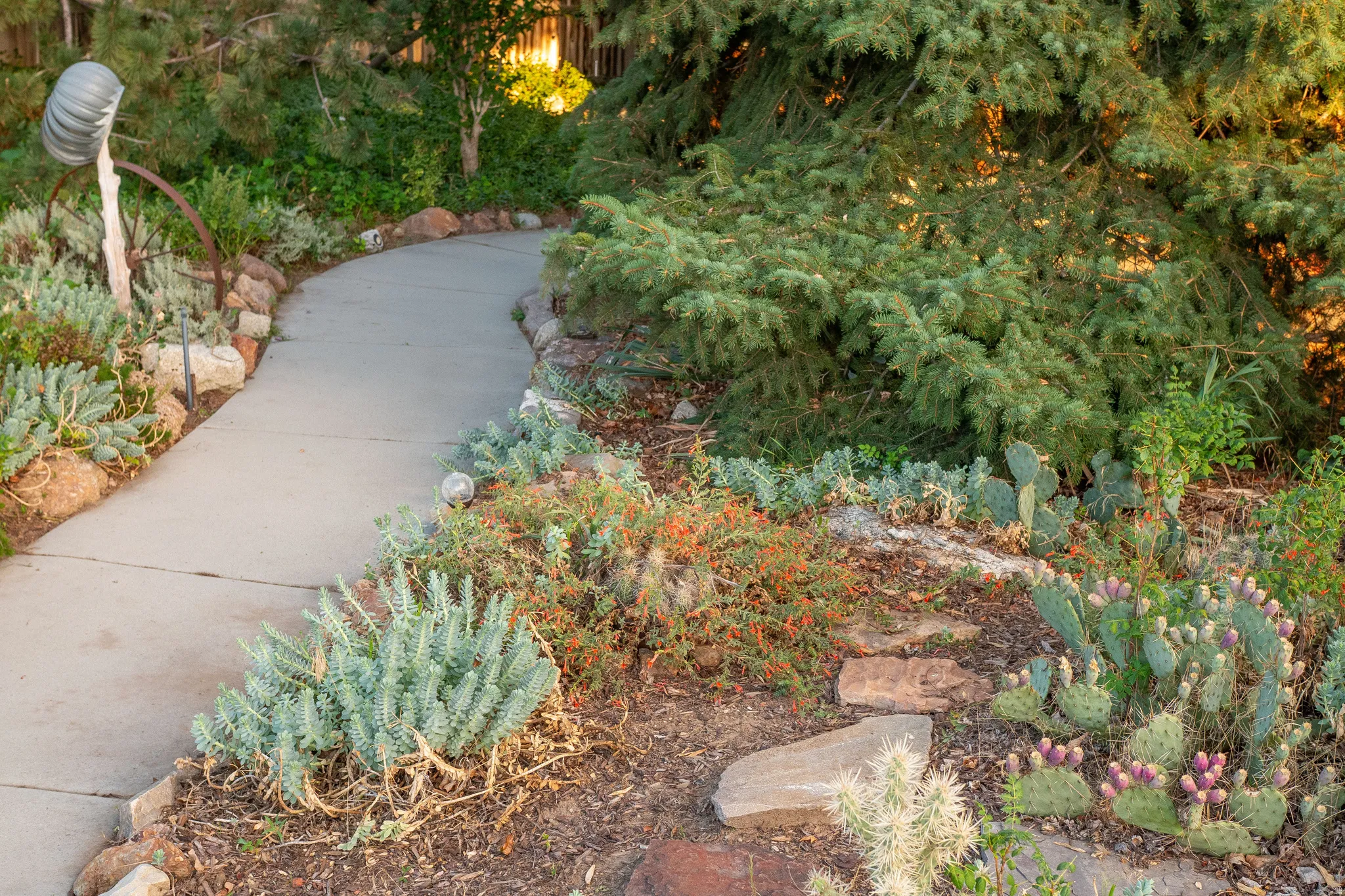 Curved concrete pathway bordered by natural stone and varied drought-tolerant plantings