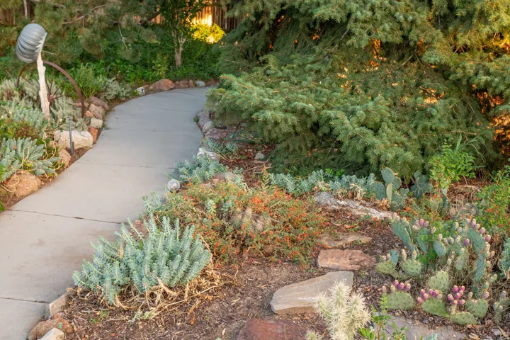 Curved concrete pathway bordered by natural stone and varied drought-tolerant plantings