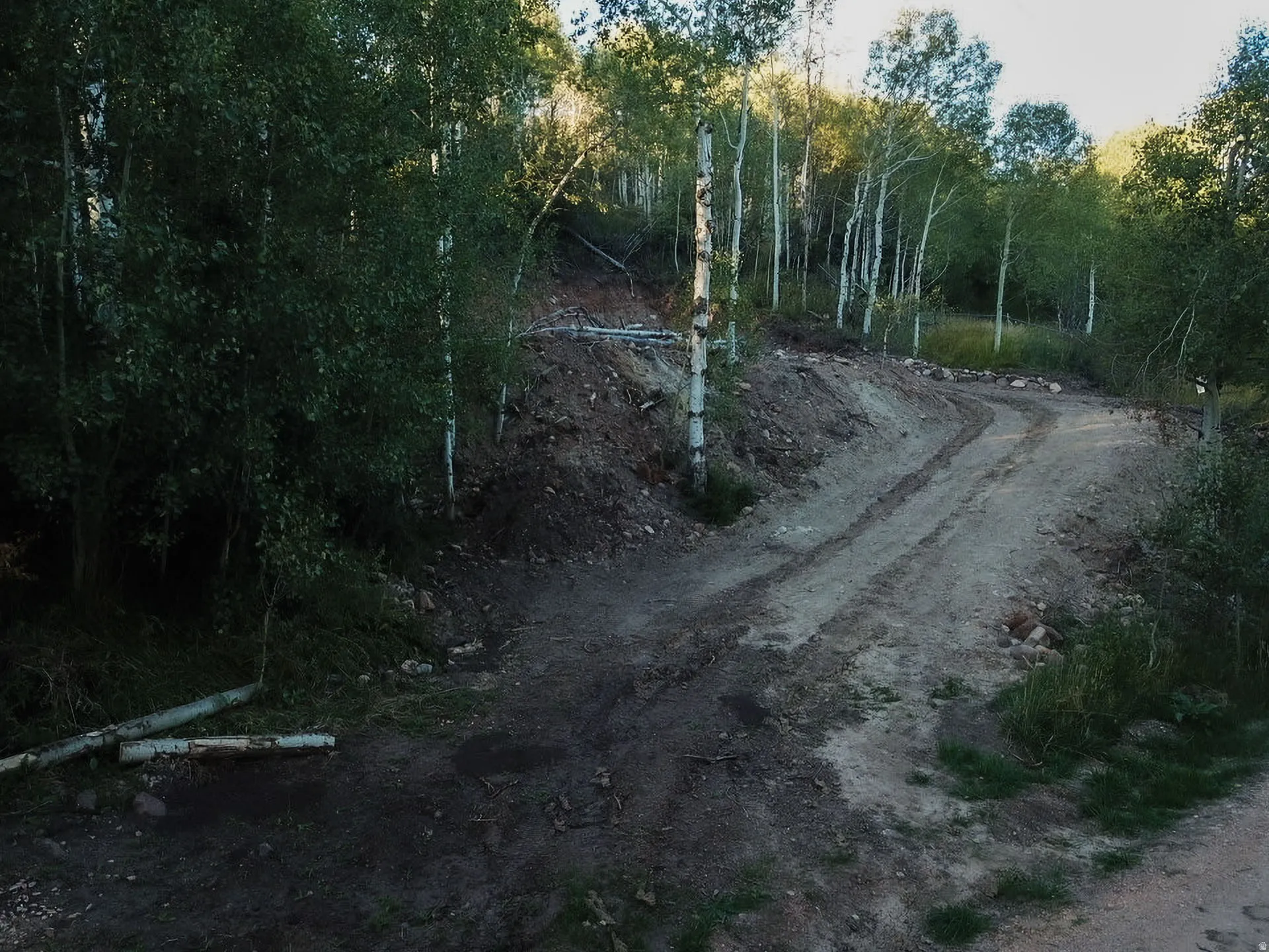 Wooded lot with mature deciduous trees and a dirt access road