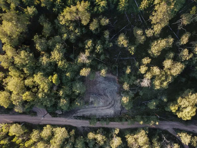 Wooded acreage featuring a clearing and dirt road access