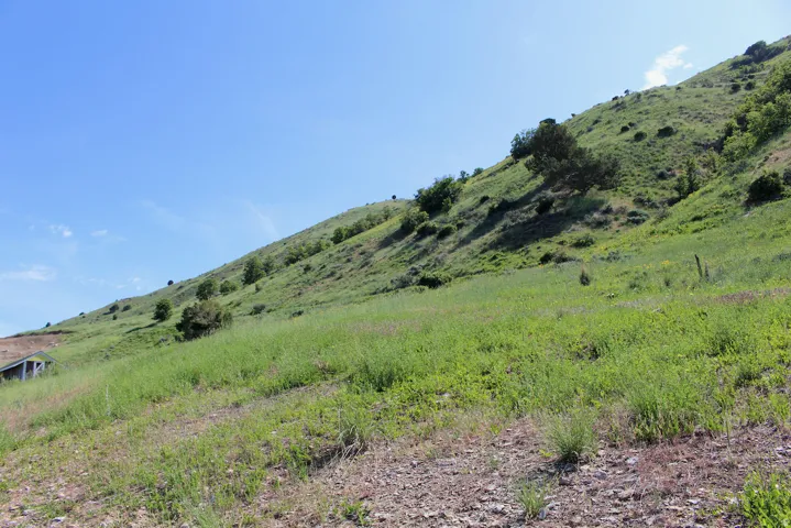 Sloping terrain with natural vegetation and scattered trees under a clear sky