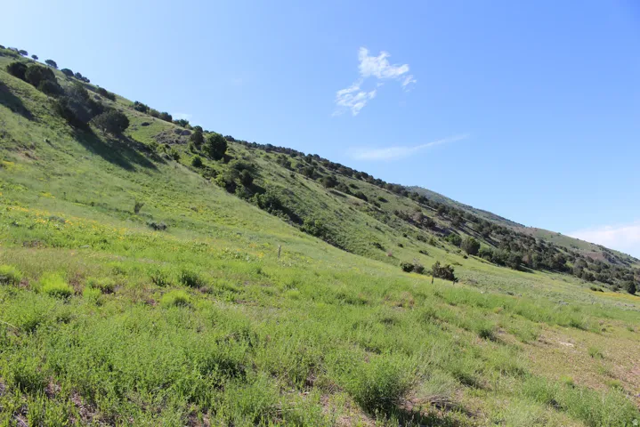 Expansive hillside property featuring established trees and varied green foliage
