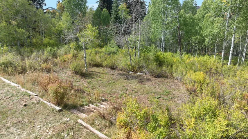 Expansive natural landscape featuring lush green foliage and mature trees