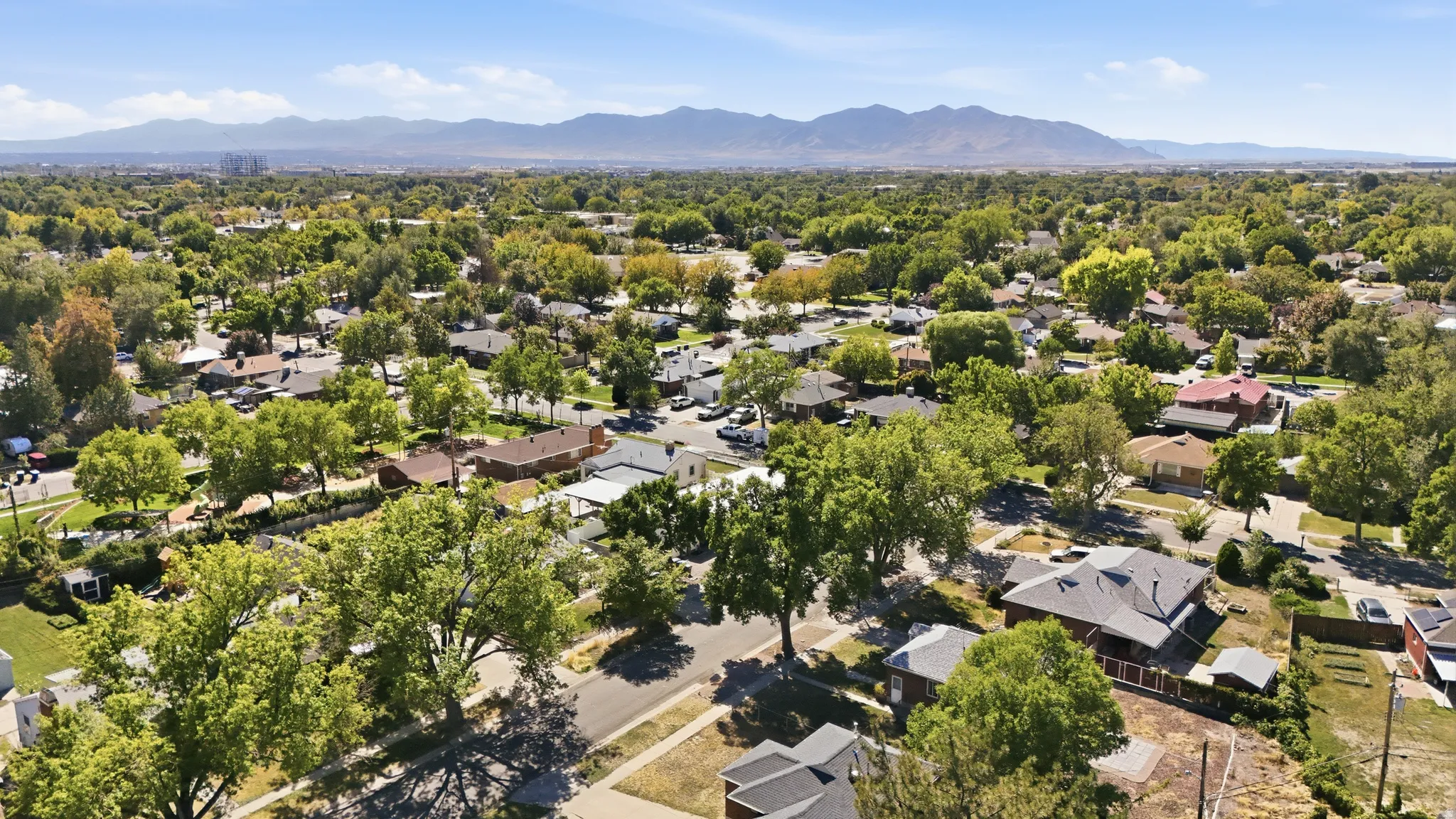 Expansive neighborhood canopy with mature trees and mountain backdrop