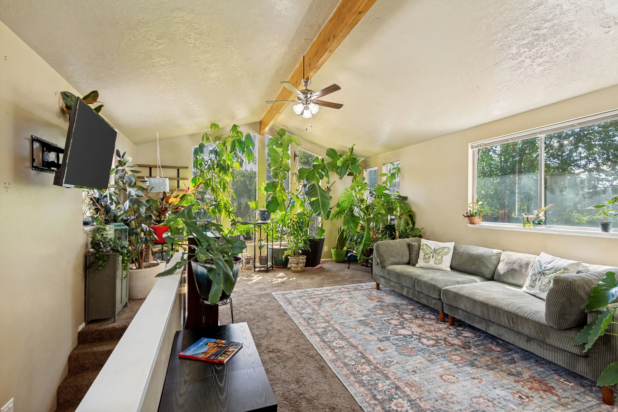 Vaulted ceiling with exposed wood beam, ceiling fan, large windows, and carpeted flooring