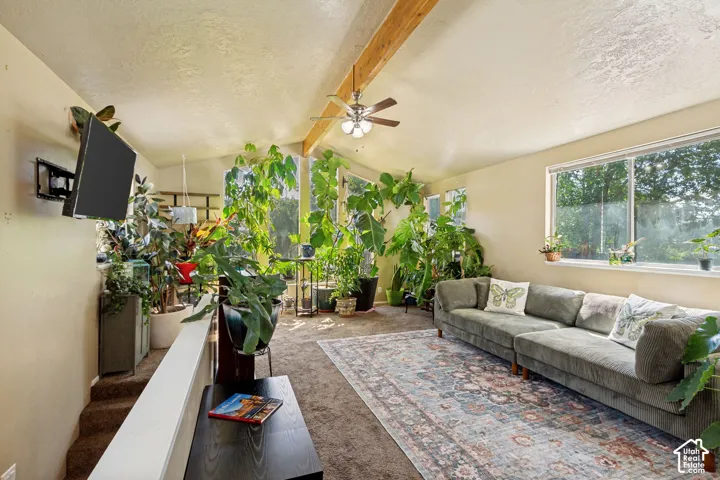 Vaulted ceiling with exposed wood beam, ceiling fan, large windows, and carpeted flooring