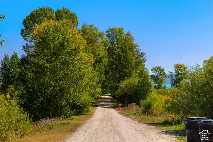 Gravel pathway bordered by mature trees and natural landscaping