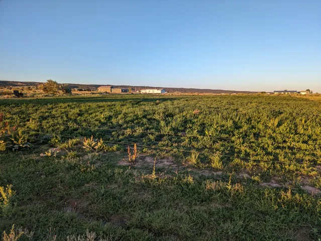 Expansive open field with green ground cover