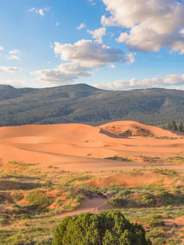 Expansive sand dunes with varied topography and scattered green vegetation