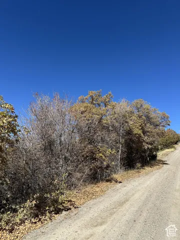 Gravel road with natural vegetation and deciduous trees