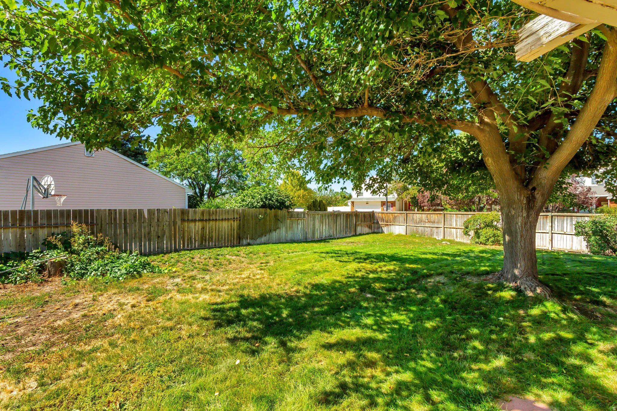 Backyard. Expansive yard featuring a mature shade tree, a wood privacy fence, and a grass lawn