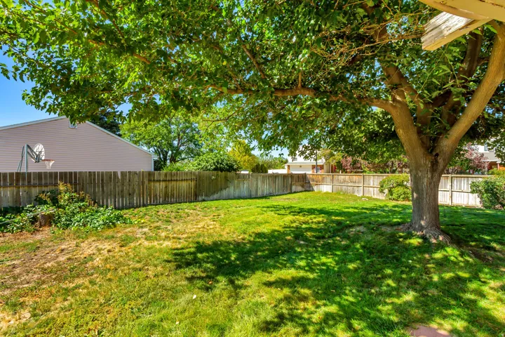 Backyard. Expansive yard featuring a mature shade tree, a wood privacy fence, and a grass lawn