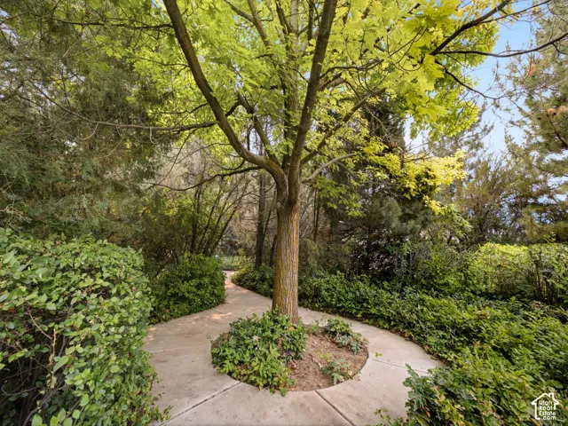 Curved concrete pathway bordered by established hedges and mature trees