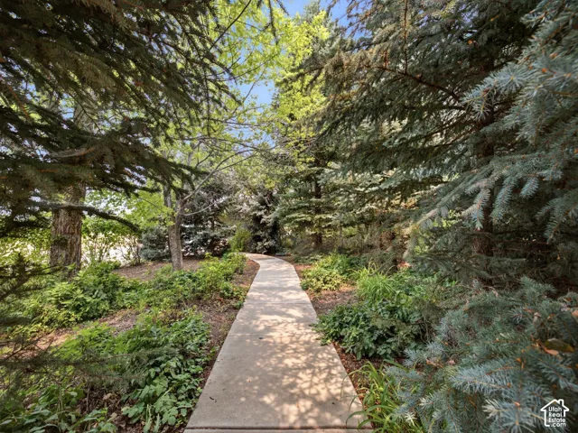 Curved paved pathway bordered by mature evergreen trees and varied ground cover