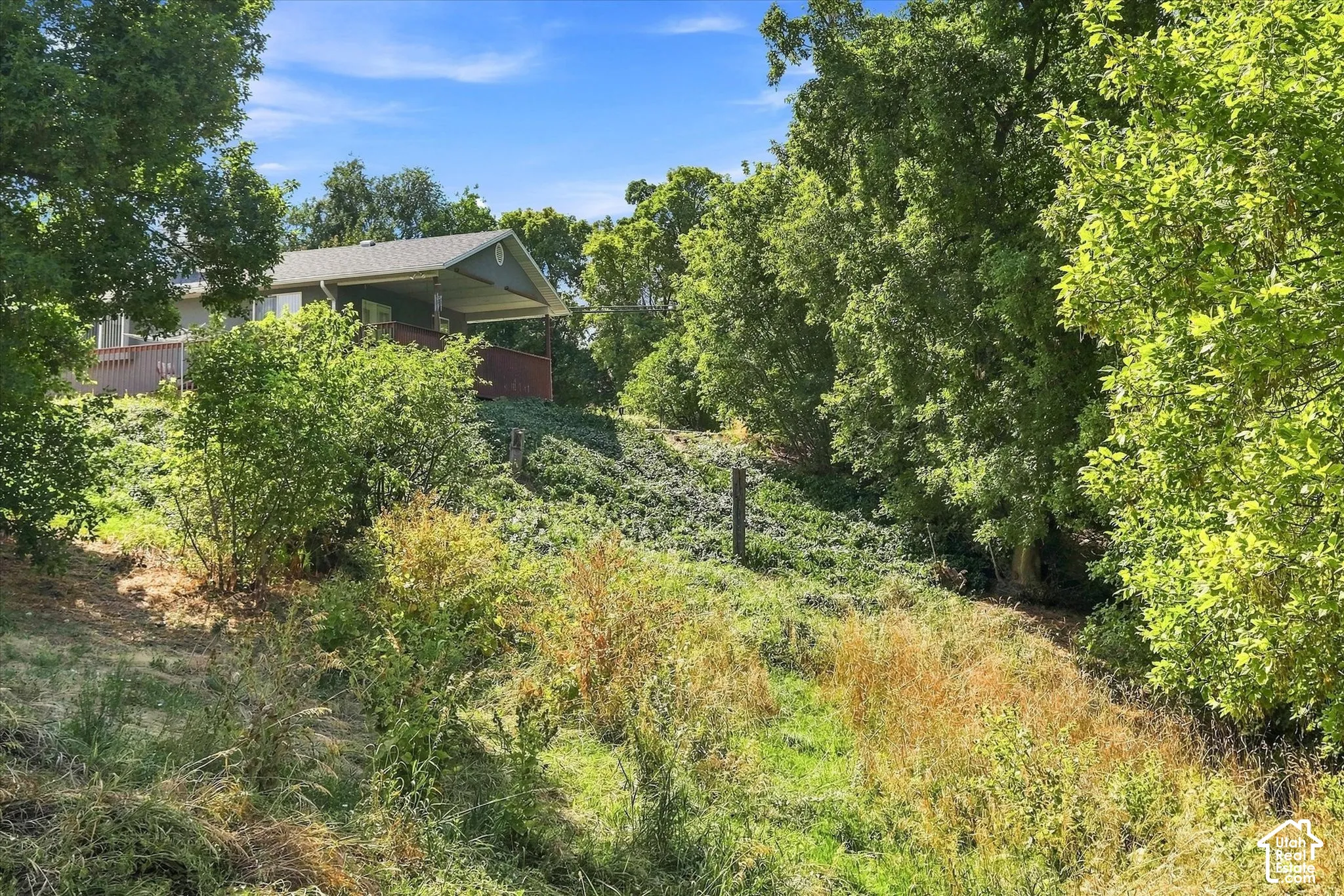 West side of the house ground cover and the hill heading towards the mature trees