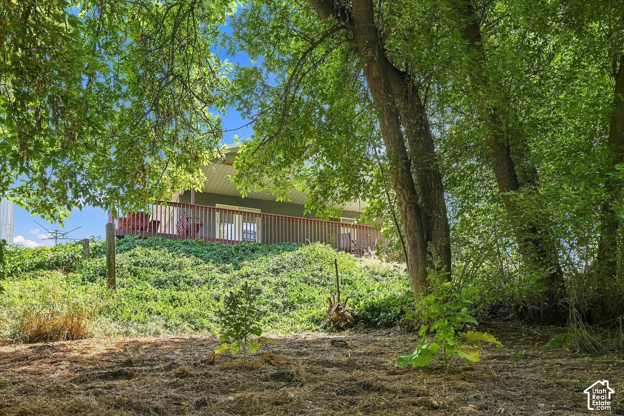 The view from the trees towards the house
